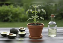 El sorprendente truco casero con cáscara de aguacate y vinagre que revolucionará tu jardín y tu manera de cuidar las plantas