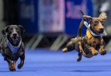 ¡Tricampeón y récord mundial! Luitpold vuelve a conquistar la carrera de perros salchicha 2025 en Múnich (+ Video)