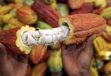 Día Nacional del Cacao: reconocimiento a la diversidad y calidad de Venezuela en el mundo (+ Detalles)