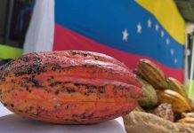 Venezuela redefine su producción cacaotera: Mérida será sede del I Congreso Internacional del Cacao