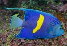 Confirman la existencia de una nueva especie marina en costas venezolanas, Pomacanthus Maculosus conocido como pez ángel