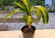 Palo de agua, la planta ideal para interiores: fácil de mantener y muy decorativo, el palo de agua es ideal para llenar tu hogar de verde
