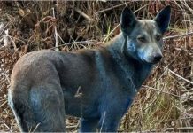 Curiosidad en la comunidad científica: tres perros en Chernóbil aparecen con el pelo azul y la ciencia da una explicación