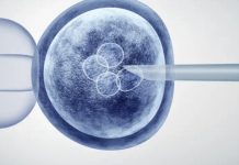 Esperanza para la fertilidad: Una nueva técnica utiliza células somáticas para producir ovocitos humanos