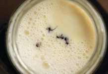 El secreto olvidado de la fermentación: La receta de yogur con hormigas vivas vuelve gracias a la ciencia (+ Detalles)