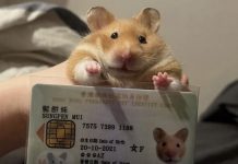 En Hong Kong todas las mascotas pueden tener su propio documento de identidad (+ Detalles)