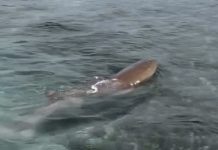 ¡Miren quién apareció en Los Juanes! Un tiburón gato bebé regaló una visita inesperada en las aguas cristalinas de Morrocoy (+ Video)