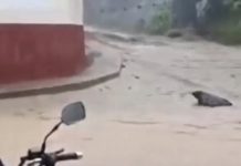 Quebrada de Camatagua se desbordó por las lluvias en Los Teques y afëctó al terminal de pasajeros (+ Video)