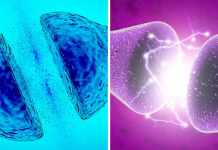 “Nuestro cerêbro procesa una enorme cantidad de datos”: científicos crean neuroną artificial que imita de forma ‘casi exacta’ a las reales