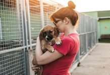 Conozca la gran jornada de adopción de perritos que se realizará en el CCCT desde este 31 de octubre al 2 de noviembre