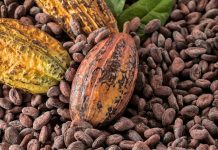 Los estados Monagas, Sucre, Miranda y Barinas lideran la producción de cacao venezolano con calidad de exportación