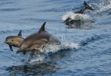 La Ruta de los Delfines en Mochima, el espectáculo natural más emocionante que une Anzoátegui y Sucre