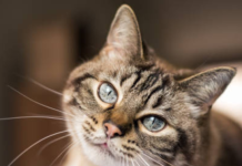 El silencioso poder sanador: cómo la convivencia con gatos despierta la empatía y fortalece la salud mental