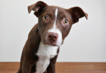 Perros con superolfato: cómo su nariz detecta enfermedades antes que los médicos