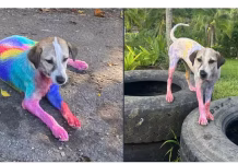 Perrita callejera cubierta de pintura es rescatada y encuentra un hogar definitivo