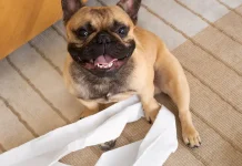 Qué sucede cuando tu perro destrüye objetos al quedarse solo en casa: claves veterinarias para entender el comportamiento