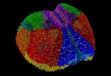 Superordenador japonés hace historia: simula la corteza completa de un ratón con 10 millones de neuronas y más de 26.000 millones de sinapsis