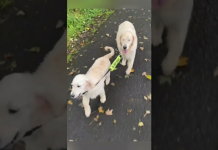 El cachorro más noble: Guía a su mamá ciega y enternece a todo el internet (+ Video)