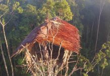 Una tribu de Indonesia vive flotando entre los árboles: casas construidas a 35 metros de altura únicamente con lianas, bambú y hojas, según su antigua tradición (+ Fotos)