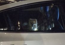Pensó que estaba en peligro, pero era un Tesla con el “modo perro” activado (+ Video)
