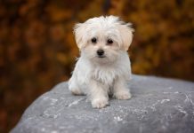 Ciencia del cariño: Un estudio de Helsinki revela la raza canina con el vínculo más fuerte (+ Detalles)