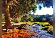 Parque Nacional Dinira: un rincón andino de montañas, ríos y biodiversidad (+ Fotos)