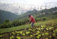 Productores del Waraira Repano impulsan la innovación y el sabor: aseguran hortalizas, frutas y aliños frescos para esta temporada decembrina