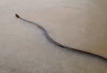 Serpiente gigante se vuelve viral en medio de inundaciones por las lluvias en Tailandia (+ Video)
