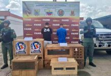 GNB incautó 11 ejemplares de «mono viudita» especie protegida, a trafic@ntes que los trasladaban de Bolívar a Táchira