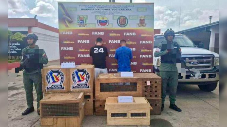 GNB incautó 11 ejemplares de «mono viudita» especie protegida, a trafic@ntes que los trasladaban de Bolívar a Táchira