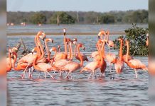 Flamencos y manglares en Maracaibo: la Laguna de Las Peonías, un reservorio de vida dulce único en el mundo