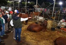 La Monagas Expo Agroindustrial ofrecerá potencial de razas, maquinaria, ponencias y conciertos hasta este 30-Nov