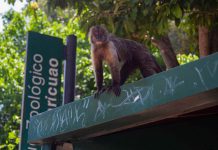 Invasión de monos capuchinos alarma a vecinos de Caricuao por dañös y rięsgøs en edificio