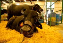 San Fernando de Apure se prepara para el III Congreso de Criabufalos con la participación de productores nacionales e invitados internacionales