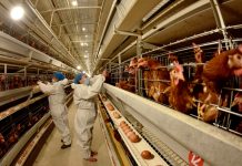 España decreta el confin@miento obligatorio de todas las Aves de Corral por empeoramiento de la Gripë Avi@r en Europa