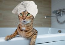 ¿Se bañan los gatos o no? Todo lo que debes saber sobre la higiene felina