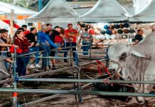 Inicia Expo Agroindustrial 2025 con más de 25 grupos pecuarios que servirá de vitrina productiva para el desarrollo económico de Monagas (+ Fotos)