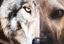 Tu perro también tiene un lado salvâje: estudio revela que incluso los chihuahuas conservan su esencia de lobo interior