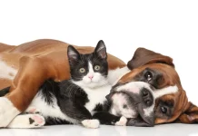 Por qué no cualquiera debería tener un perro y un gato viviendo juntos bajo el mismo techo: veterinarios lo explican