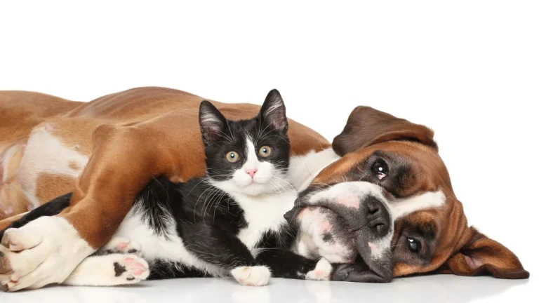 Por qué no cualquiera debería tener un perro y un gato viviendo juntos bajo el mismo techo: veterinarios lo explican