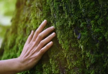 Navidad Sin Musgo: Venezuela protege sus ecosistemas durante la temporada festiva