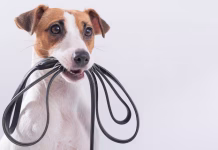 Más que un paseo: descubre todo lo que tu perro realmente siente cada vez que lo sacas a caminar
