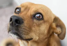 Qué significa cuando tu perro te mira fijamente y pestañea de manera lenta según los expertos en comportamiento canino