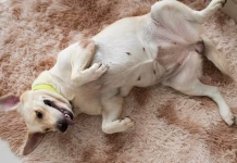 El lenguaje de tu perro: ¿qué significa cuando se acuesta y te muestra la panza? Los expertos lo explican