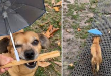 Ni la lluvia lo detendrá: Chihuahua Minion se hace viral con su adorable paraguas personal (+ Video)