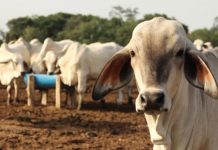 Barinas activa controles en los mâtaderos para poner freno a la escalada del precio de la carne