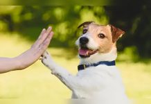 Las patas también hablan de emociones: la forma natural de los perros de comunicarse desde la ansïedad hasta la ternura
