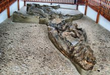 Servicio geológico colombiano consiguió tres nuevos reptiles marinos del periodo cretácico