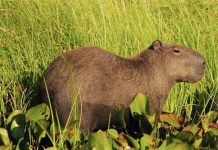 Apure se consolida como destino ecoturístico prioritario para la promoción nacional (+ Fotos)