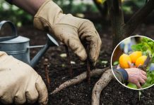Colocar clavos oxidados en la tierra del árbol de limón: conoce por qué ayudan a prevênir y corregir algunos problemas (+ Detalles)